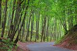 Forest Road_04843